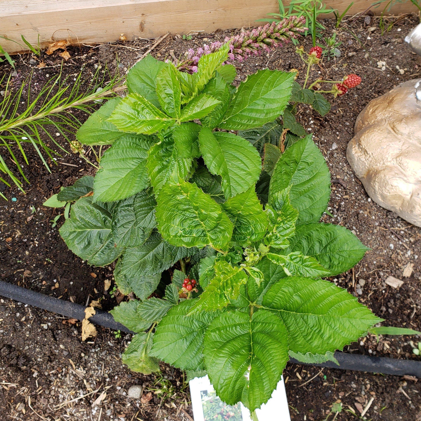 Rubus ulmifolius - Bushel and Berry® Baby Cakes® Thornless Blackberry