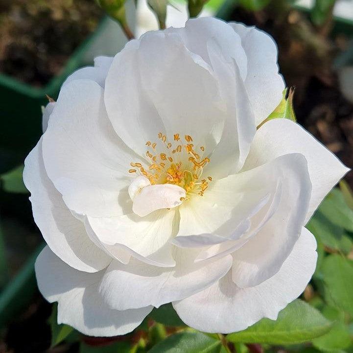 Rosa - Desdemona™ Rose