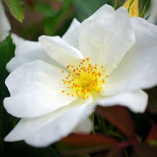Rosa  - White Knock Out® Rose