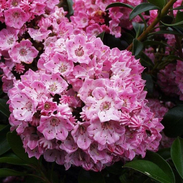 Kalmia latifolia - Bridesmaid Mountain Laurel