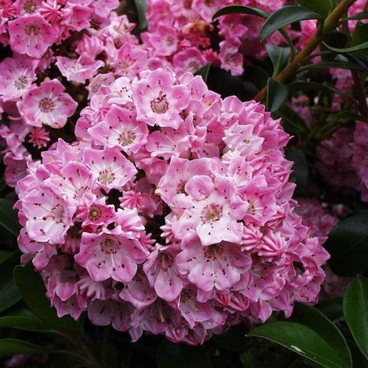 Kalmia latifolia - Bridesmaid Mountain Laurel