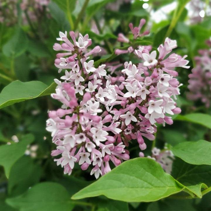 Syringa x - Baby Kim® Lilac