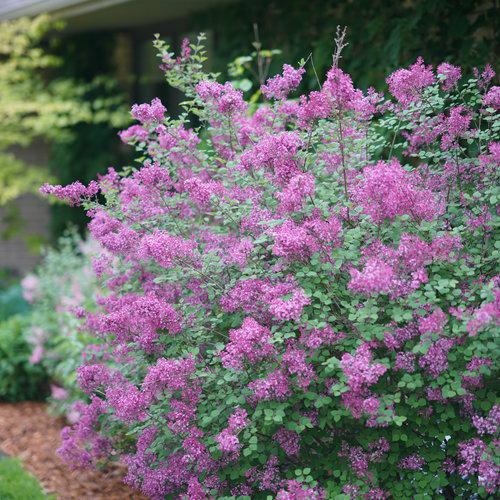 Syringa - Bloomerang® Dark Purple Lilac