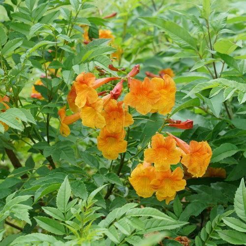 Tecoma x - Chicklet® Orange Trumpet Bush