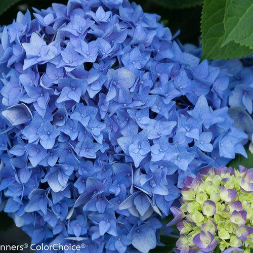 Hydrangea macrophylla - Let's Dance® Rhythmic Blue® Hydrangea