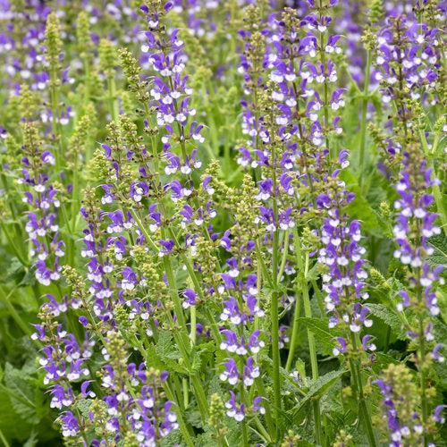 Salvia  - Color Spires® Azure Snow Salvia
