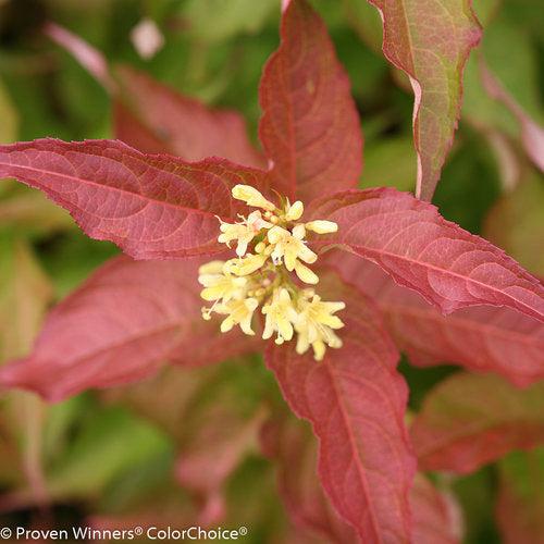 Diervilla - Kodiak® Orange Honeysuckle