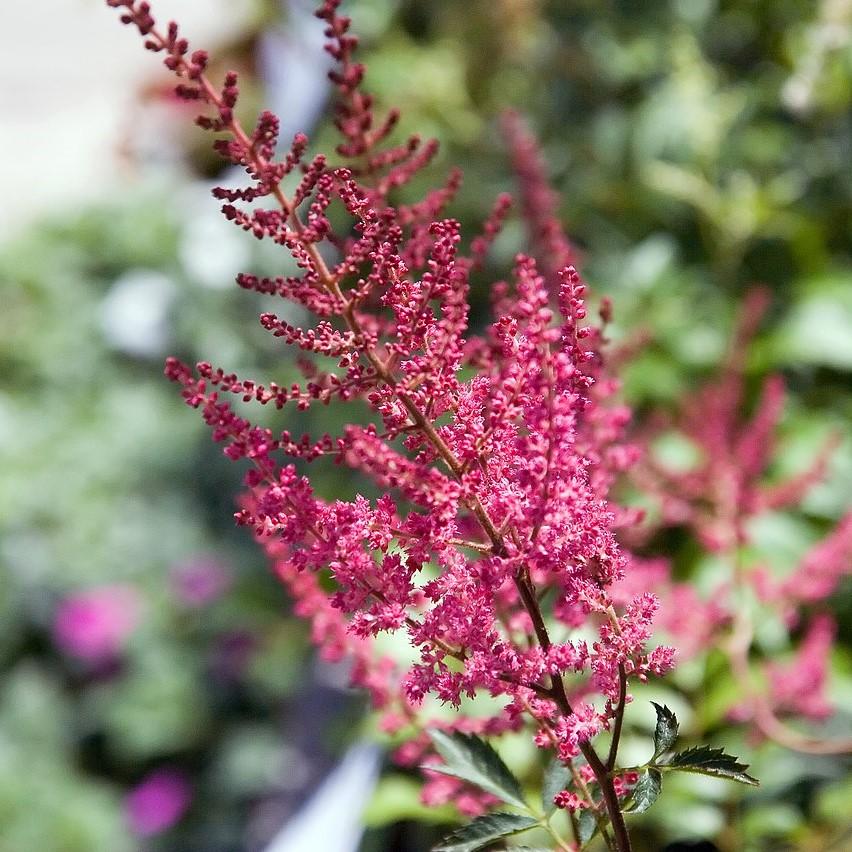 Astilbe x arendsii - Fanal Astilbe