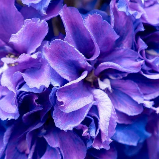 Delphinium x - Laser Beam™ Delphinium