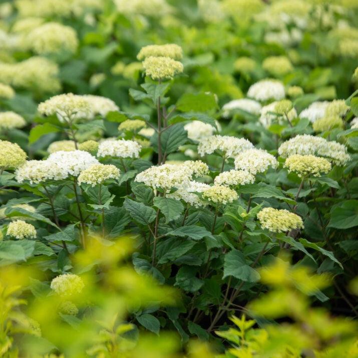 Hydrangea arborescens - First Editions® FlowerFull™ Smooth Hydrangea