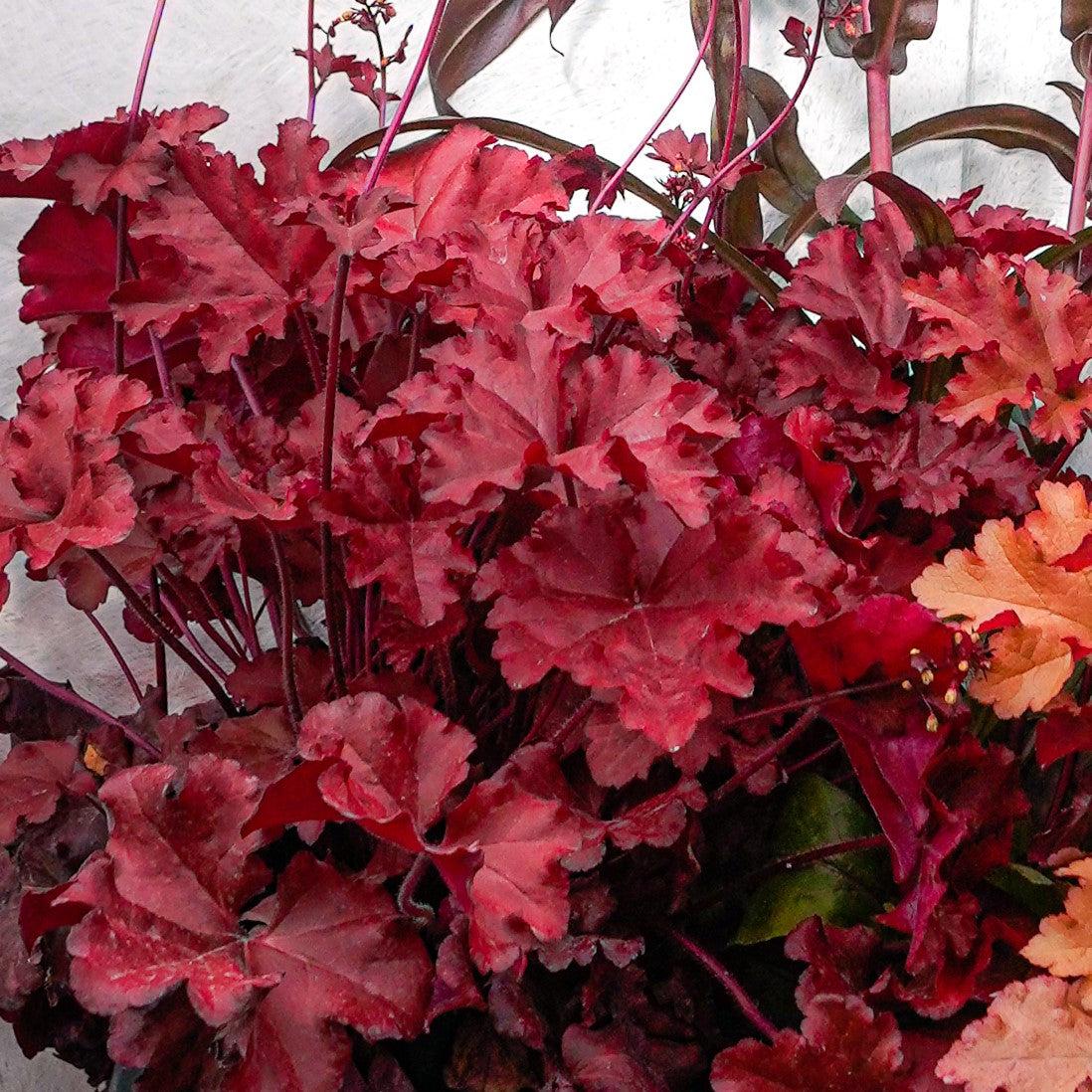 Heuchera x - Fire Alarm Heuchera