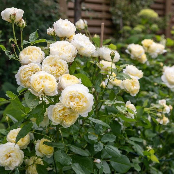 Rosa - Vanessa Bell® Rose