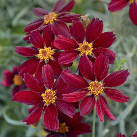Coreopsis verticillata - Permathreads™ Red Satin Coreopsis