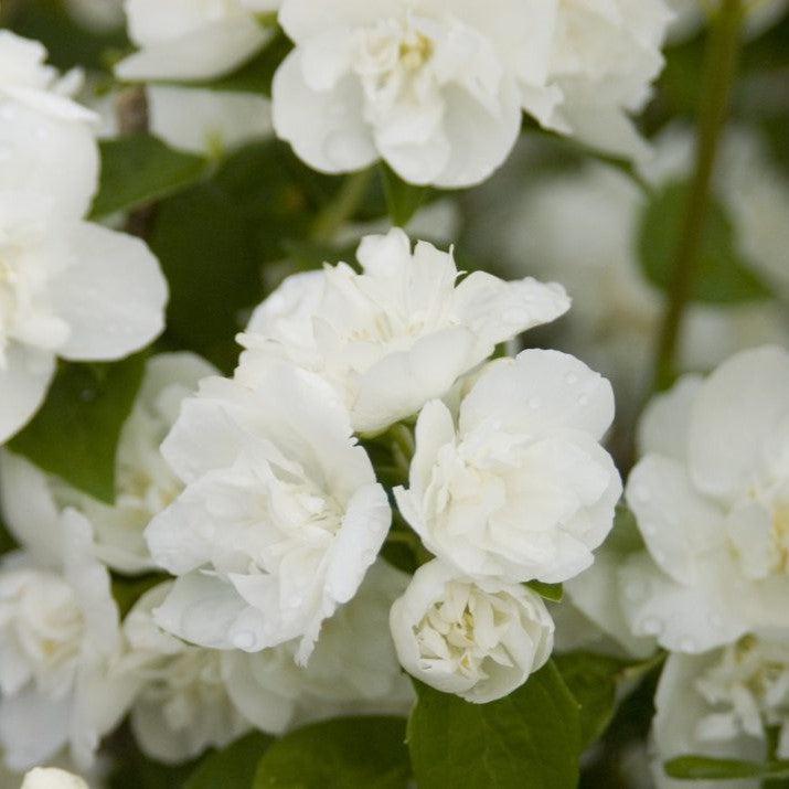 Philadelphus  - First Editions® Snow White™ Mockorange