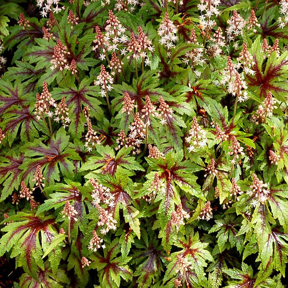 Tiarella - Sugar and Spice Foamflower