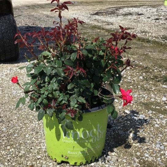Rosa - Knock Out® Shrub Rose, Red