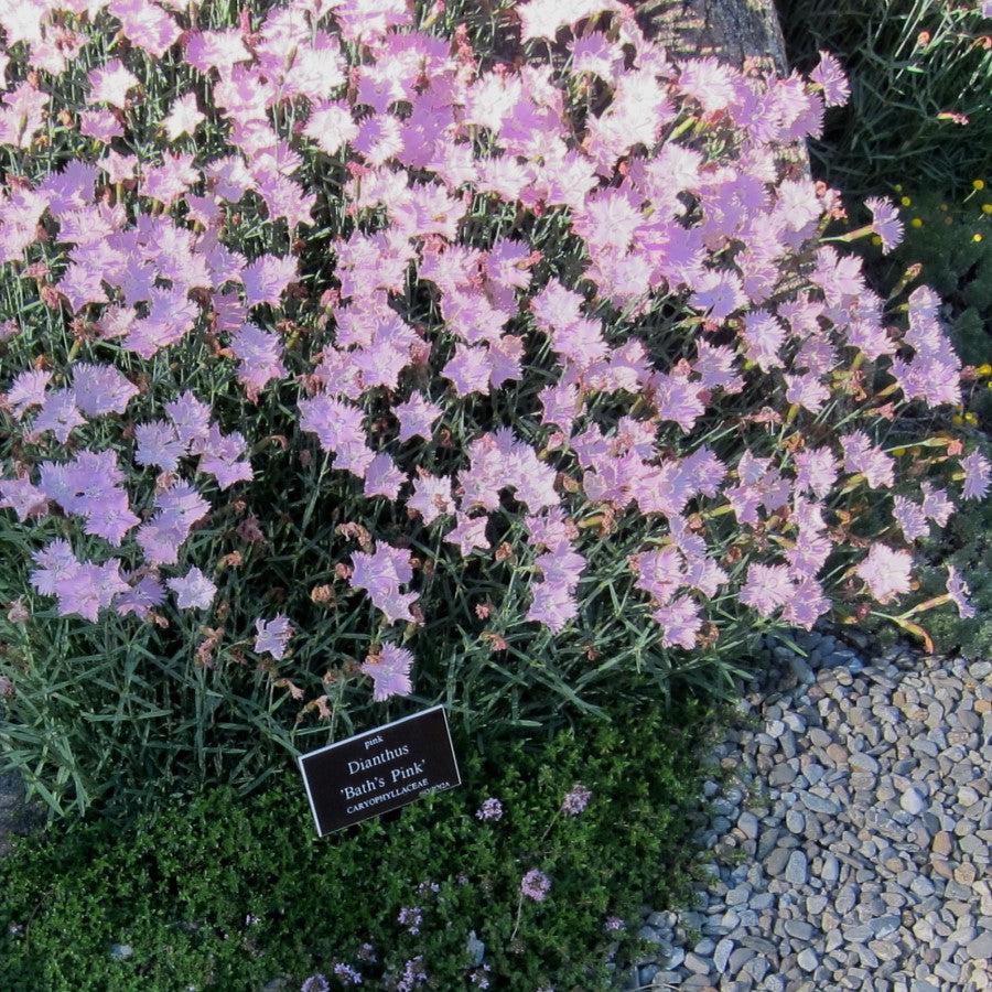Dianthus - Bath's Pink Dianthus