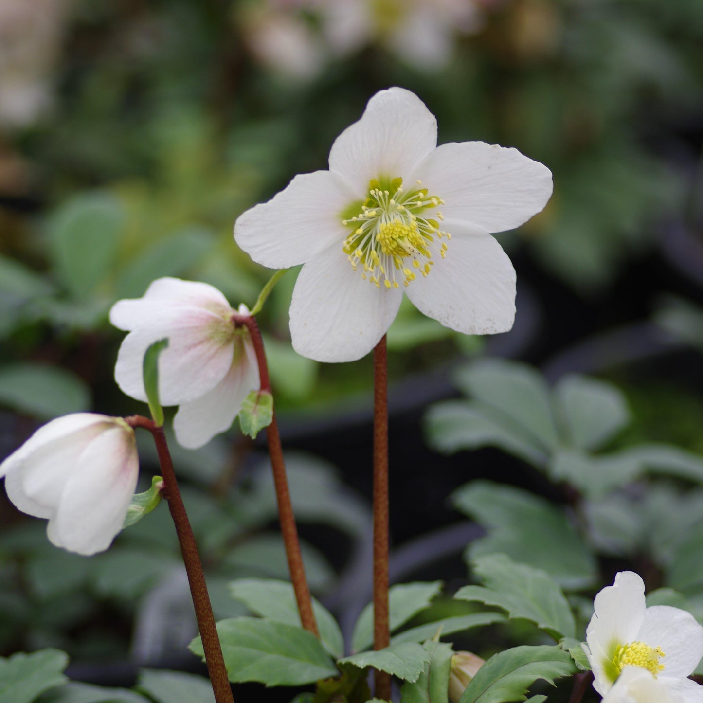 Helleborus niger - HGC® Jacob Christmas Rose