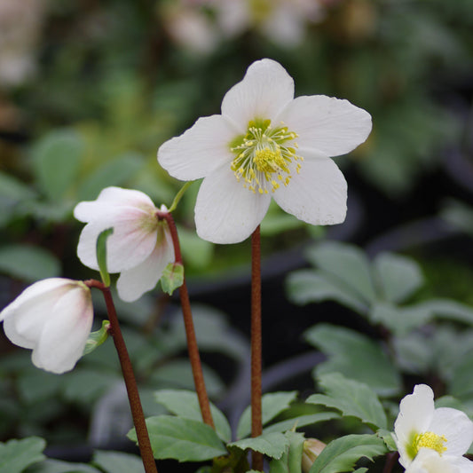 Helleborus niger - HGC® Jacob Christmas Rose