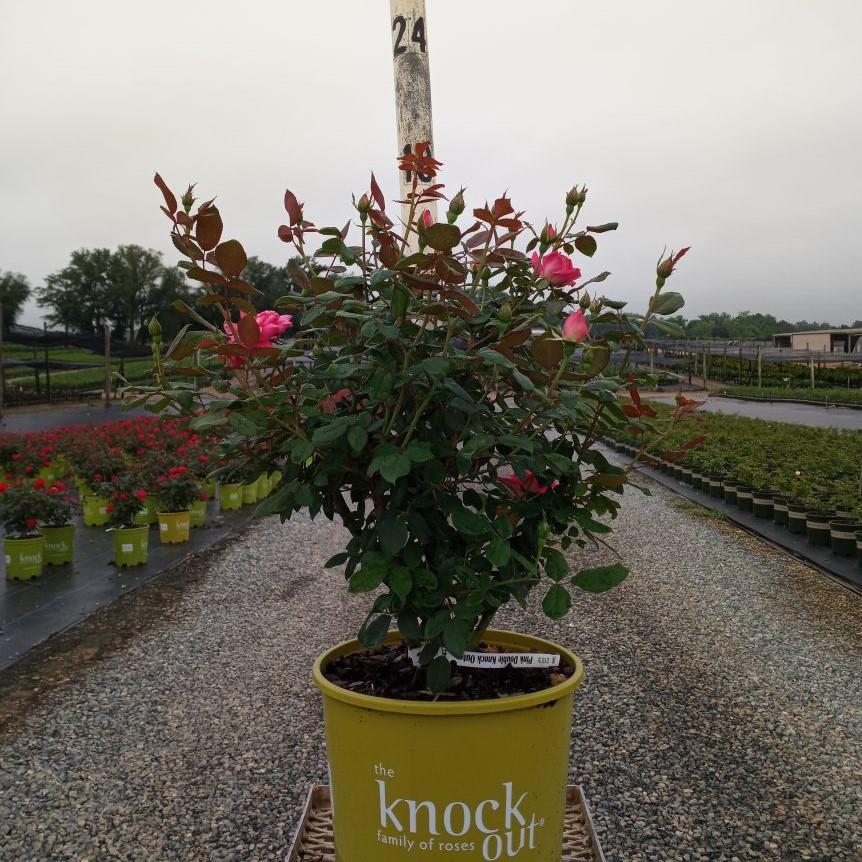 Rosa - Double Pink Knock Out® Rose