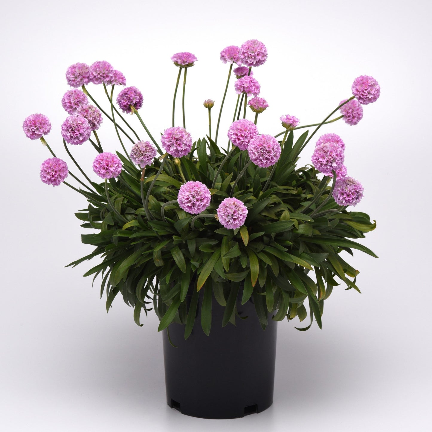 Armeria pseudarmeria - Dreameria® Sweet Dreams Thrift