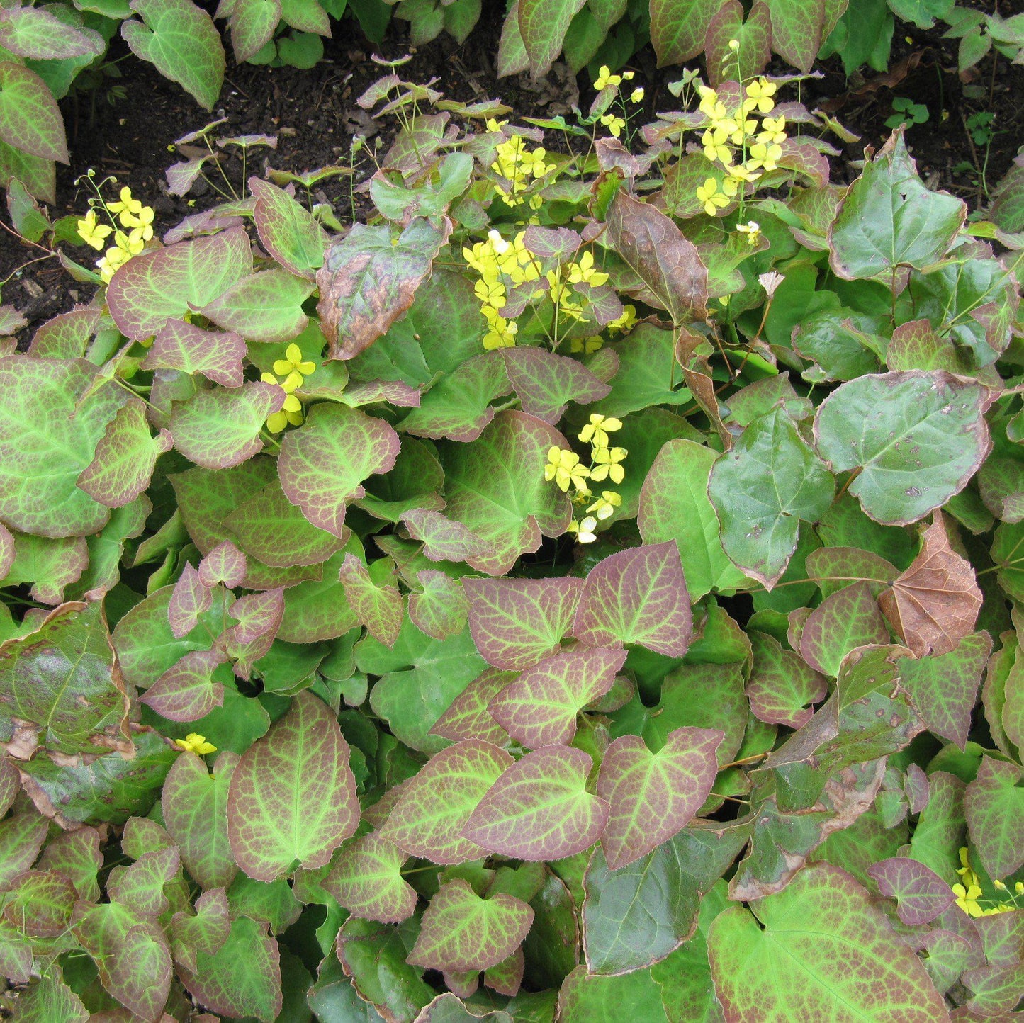 Epimedium x perralchicum - Frohnleiten Barrenwort, Bishop's Hat