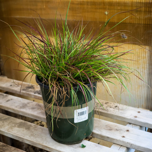 Pennisetum alopecuroides - Burgundy Bunny Fountain Grass