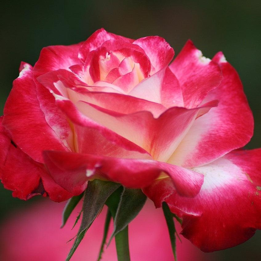 Rosa - Double Delight™ Rose
