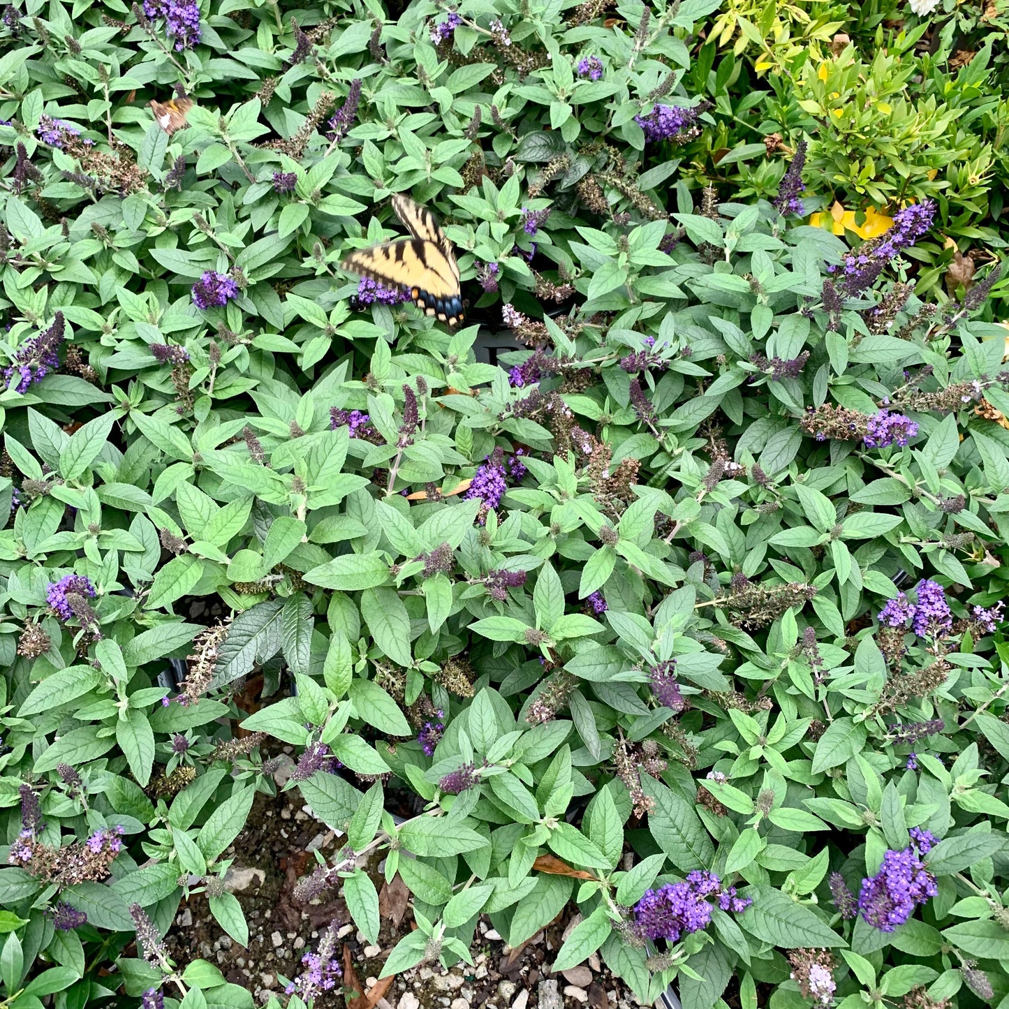 Buddleia davidii - Pugster Blue® Dwarf Butterfly Bush