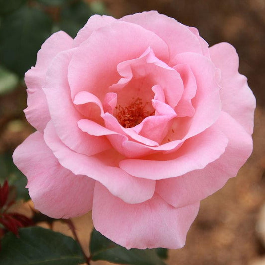 Rosa - Queen Elizabeth™ Grandiflora Rose