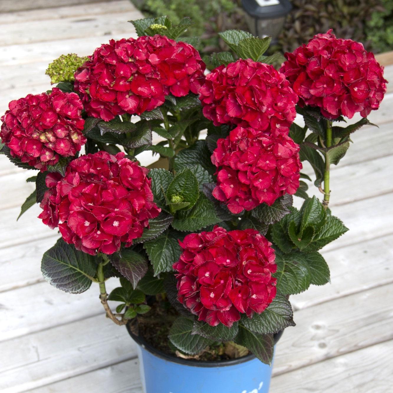 Hydrangea macrophylla - Bloomin' Easy® Cherry-Go-Round™ Hydrangea