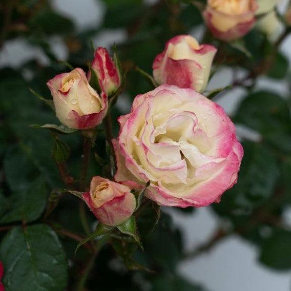 Rosa - Enchanted Meadow™ Rose