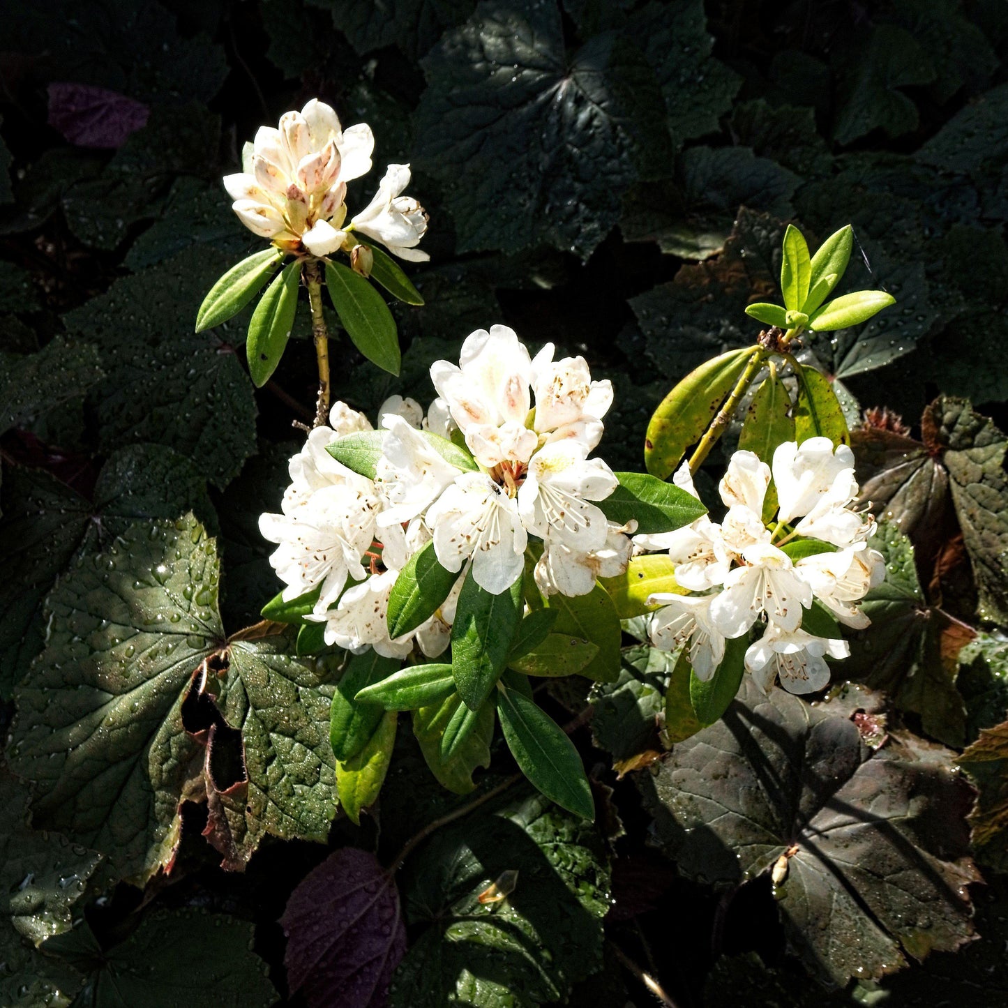 Rhododendron catawbiense 'Chionoides'