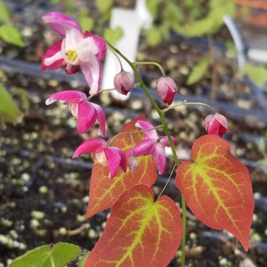 Epimedium rubrum - Galadriel Red Barrenwort