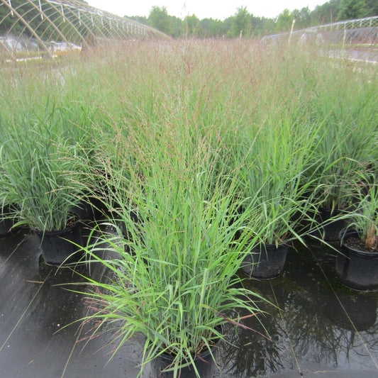 Panicum virgatum - Purple Tears Switch Grass