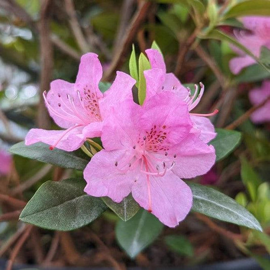 Rhododendron x - Olga Mezitt Rhododendron