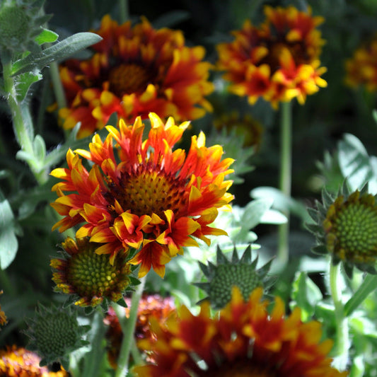 Gaillardia - Spintop™ Copper Sun Blanket Flower