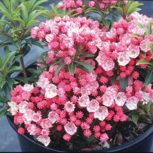 Kalmia latifolia - Tiddlywinks Mountain Laurel