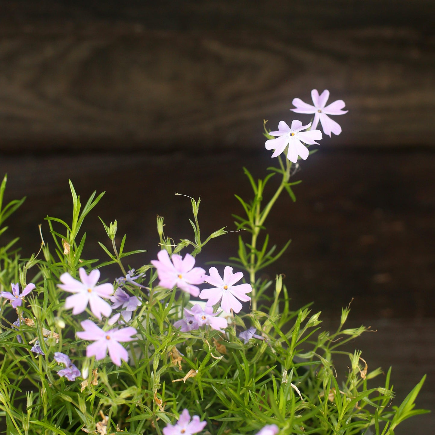 Phlox subulata - Emerald Blue Creeping Phlox