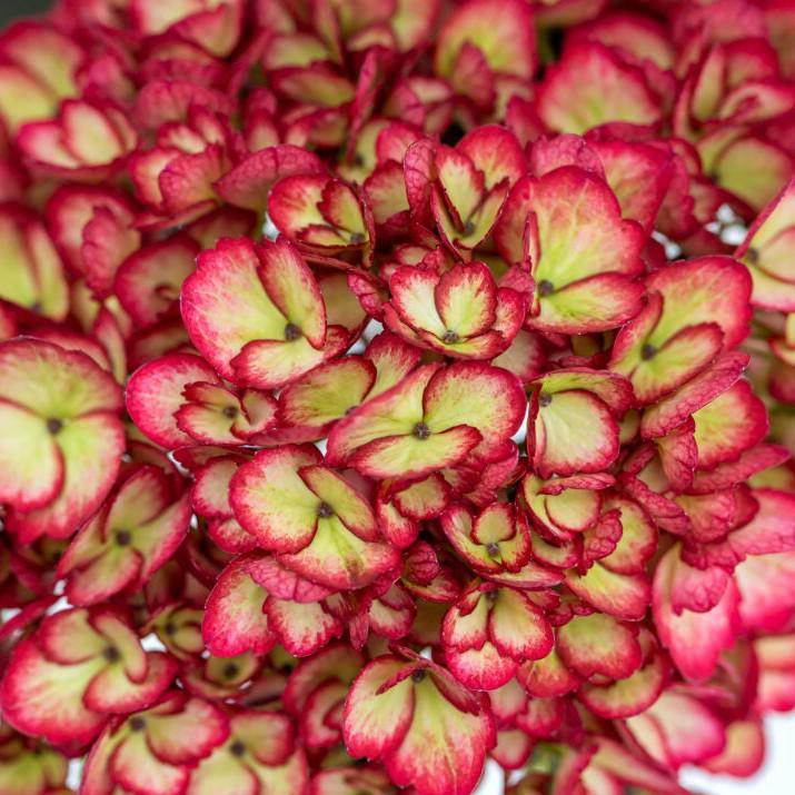 Hydrangea macrophylla - First Editions® Eclipse® Hydrangea