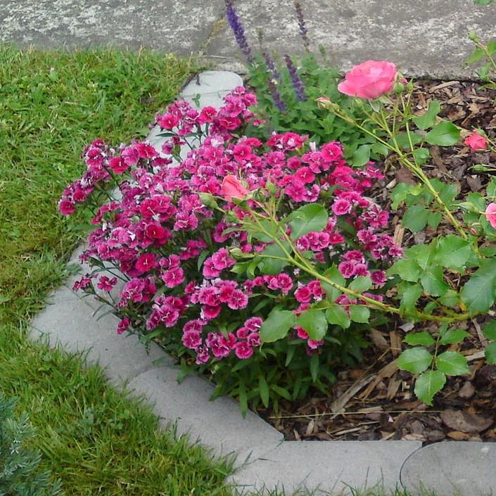 Dianthus x - EverLast™ Burgundy Blush Dianthus
