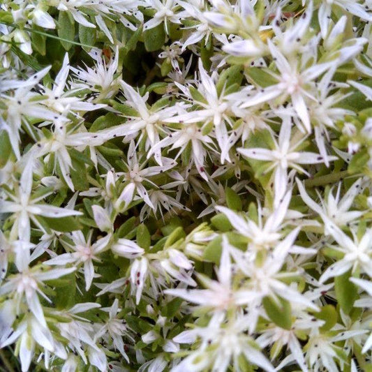Sedum ternatum - Larinem Park Three-Leaved Stonecrop