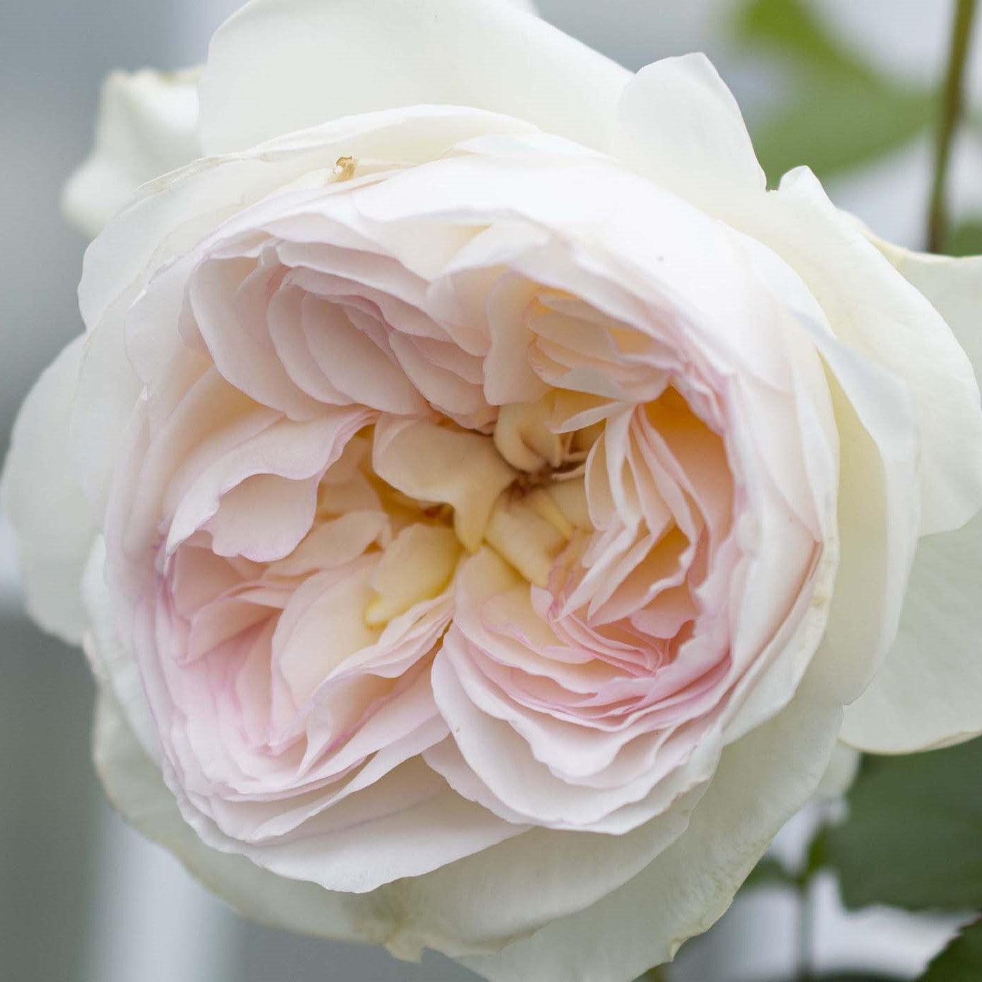 Rosa - Bloomables® Bolero™ Rose