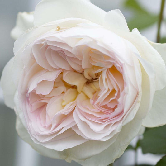 Rosa - Bloomables® Bolero™ Rose