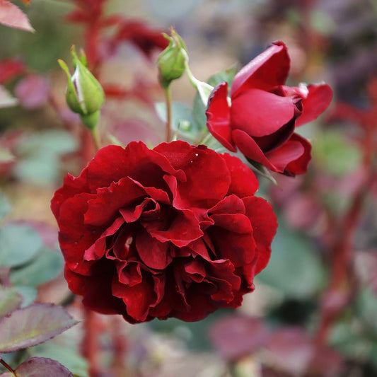 Rosa - Navy Lady Rose