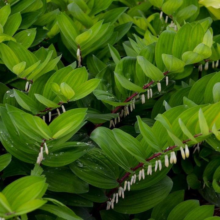 Polygonatum odoratum - Ruby Slippers Solomon's Seal