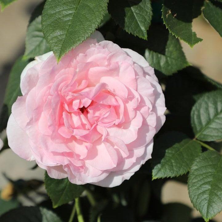 Rosa - True Bloom™ True Devotion Rose