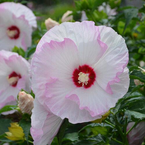 Hibiscus - Summerific® Ballet Slippers Hibiscus