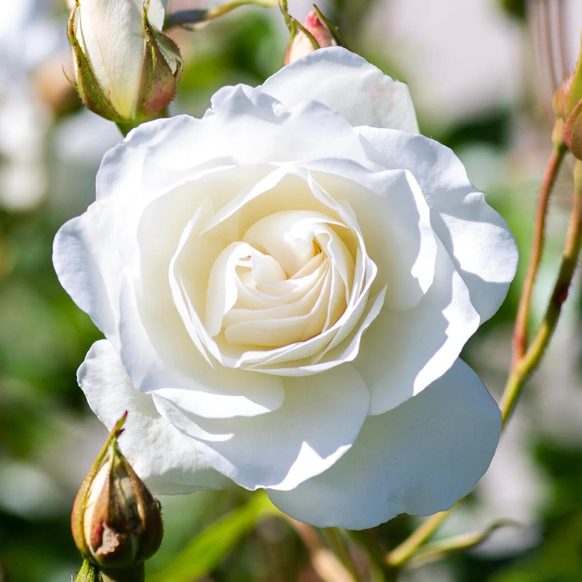 Rosa - Iceberg Rose