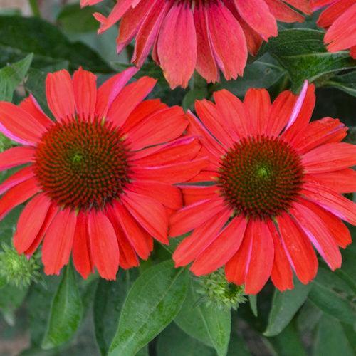 Echinacea - Color Coded® Frankly Scarlet Echinacea